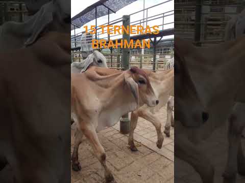 1️⃣5️⃣ TERNERAS BRAHMAN 🚚 GUIA DE MOVILIZACION 📍 GIRON - SANTANDER🇨🇴 VENGA Y NEGOCIEMOS 🫵 #animals