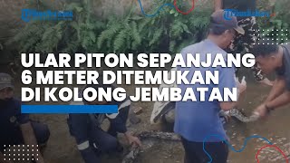 Ular Sepanjang 6 Meter dan Berat 25 Kg Ditemukan di Jembatan, Klaim Temuan Ular Terbesar Bulan Ini