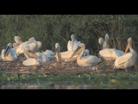 Saving the huge Dalmatian Pelicans of Skadar Lake