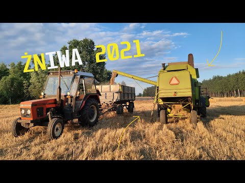 Żniwa 2021 || Owies ||  Akcja na całego  🔥 Claas Mercator 70 🔥 /Zetor\