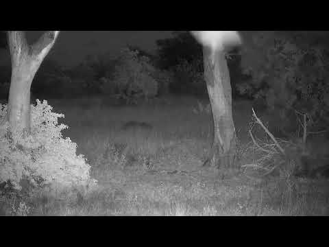 Djuma: Lone Hyena was laying in the road - 17:52 - 05/07/2022