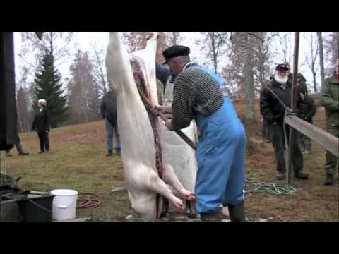 , title : 'Slakting av gris på Eidsvoll bygdetun'