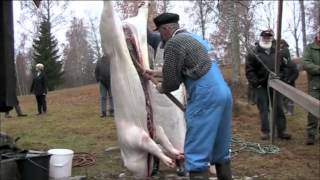 preview picture of video 'Slakting av gris på Eidsvoll bygdetun'