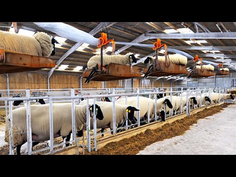 INSANE Sheep Shearing Farm - Modern Fastest Technology