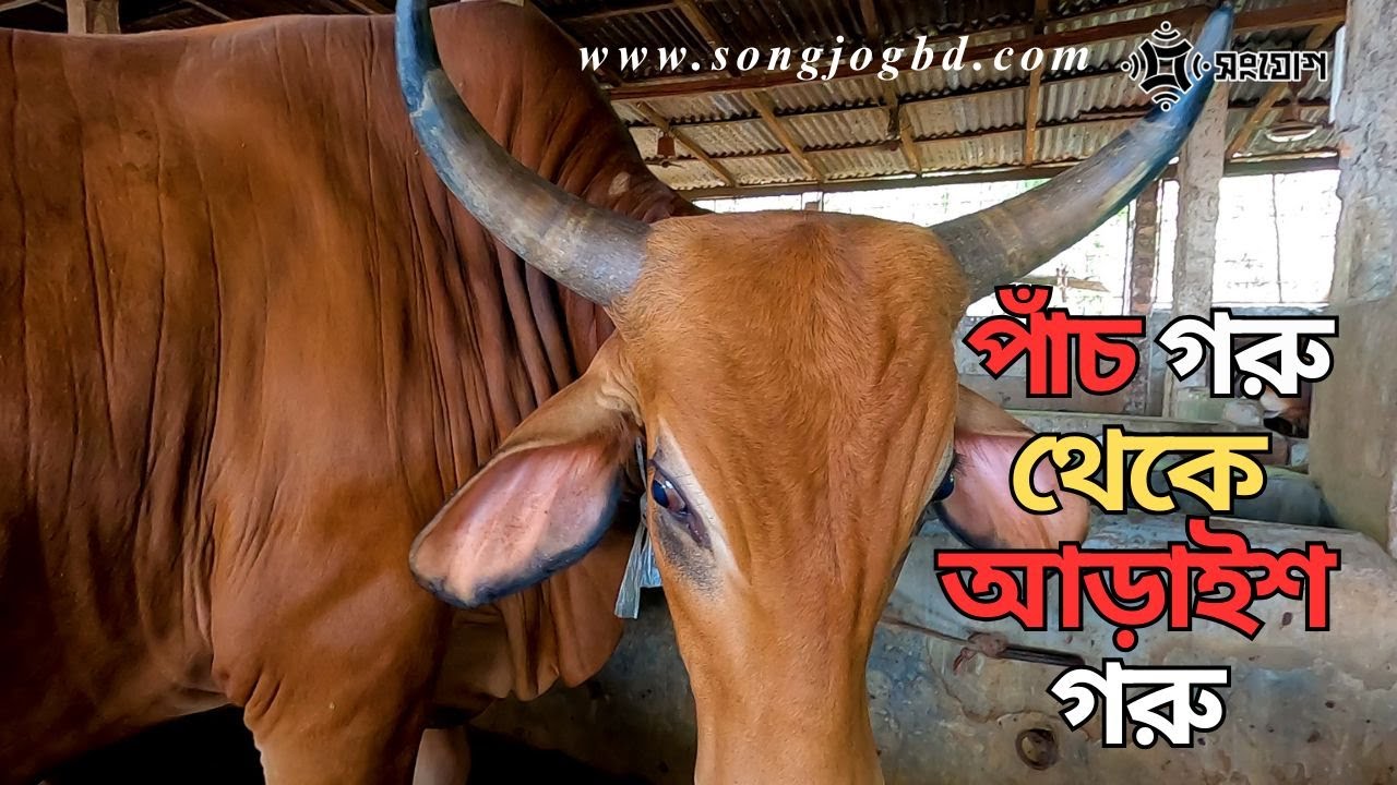 কোরবানীর সেরা গরু-মহিষ পাবেন জুয়েলের খামারে