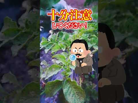 ジャガイモを豊かに収穫するには、いつ肥料を施用すればよいでしょうか?どのような肥料を使用すればよいでしょうか？  庭園