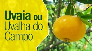 Miniatura do vídeo