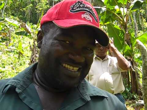 Maya Nut (Brosimum alicastrum) flowers - YouTube