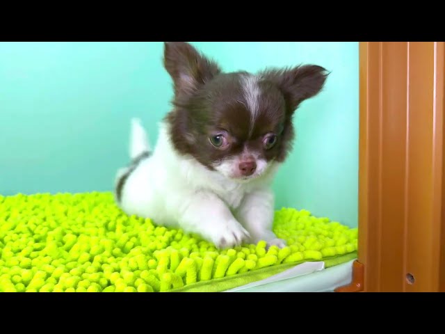 (子犬) 犬種:チワワ・ロングコート 女の子 ブリーダー マロニエケンネル MARRONNIER KENNEL k4042の画像
