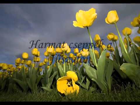 Boldog születésnapot Veressné Horváth Brigitta