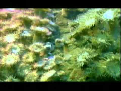 Sea Anemone Battles!