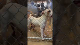 Video preview image #1 American Pit Bull Terrier-Unknown Mix Puppy For Sale in El Centro, CA, USA