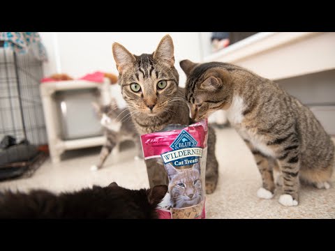 Blue Buffalo is the Official Pet Food &amp; Treats Partner of Best Friends Animal Society