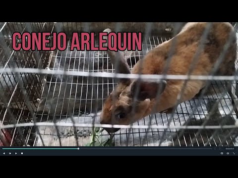 CONEJO ARLEQUIN Y TEDDY BEAR