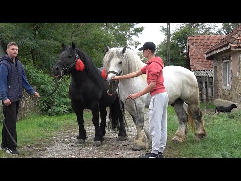 Armasarii lui Catalin de la Craidorolt, Satu Mare - 2025 Nou!!!