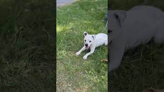 Video preview image #1 Boxer-Unknown Mix Puppy For Sale in Rustburg, VA, USA