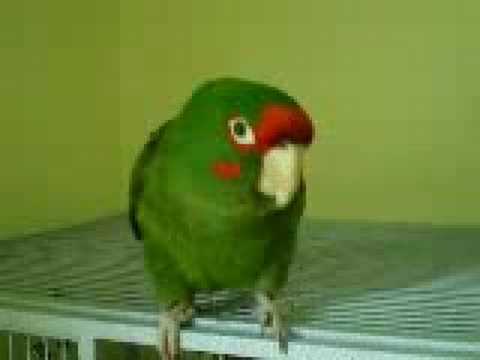 Mitred Conure Talking