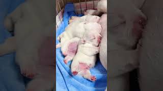 Download lagu #dog #puppy #shortvideo #pets 🐶🐶🐶 mp3