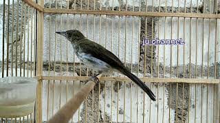 Download lagu suara Pancingan burung siri siri besar Sumatra mp3