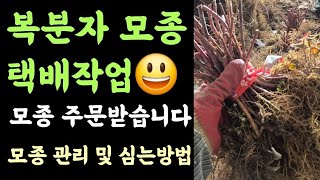 복분자 모종 택배작업