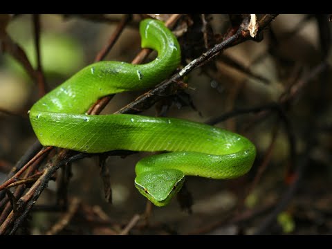 Crested macaque playing with a Walger's palm viper