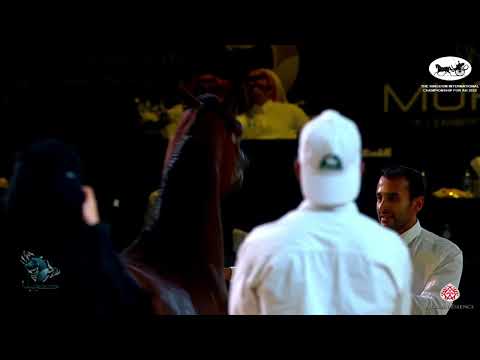 N 331 KA NAHI   The Kingdom International Championship For AH 2022   Stallions 4 – 6 Years Old Class