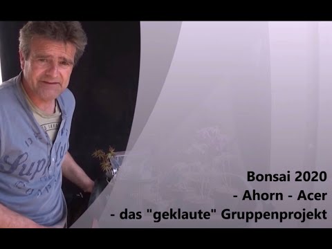 Bonsai 2020-49 - Maple - Acer - the stolen group project