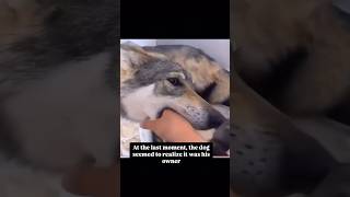 Download lagu Dog Bites Owner for Touching Her Puppies… Then Realizes the Truth 😳🐶 #Shorts mp3