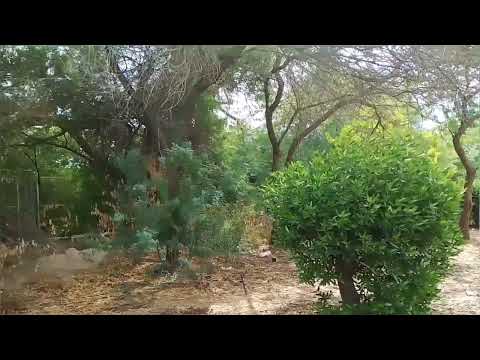 DIY cat house nasira