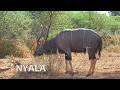 SOUTH AFRICA Nyala 6 Minutes Of Our Favorite Video Footage