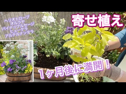 園芸 ヘリオトロープ