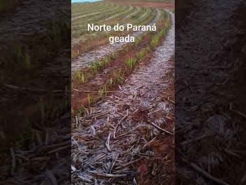 Guaraci Paraná geada ❄️❄️❄️🥶🥶