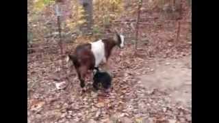 preview picture of video 'greer family farm baby goats Nov 5, 2013'