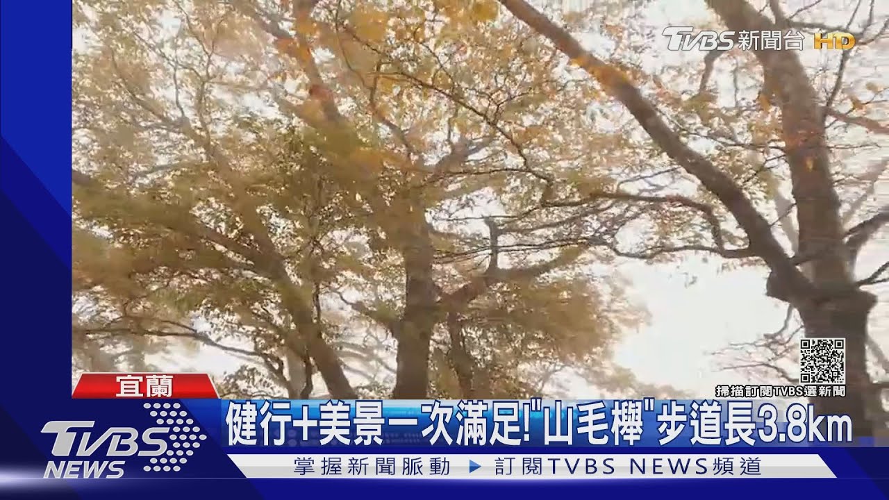 秋天限定!「山毛櫸」換新衣 黃金森林秘境