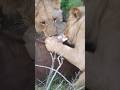 Lions Eating A Prey Wincent Fyx0O Wildlife Nature Lion