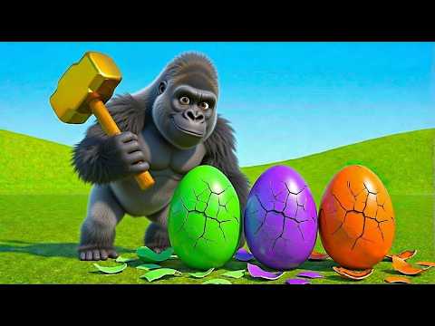 Monkey Funny | Big Gorilla Stole Duck Eggs & Hen Eggs | Monkey Cartoon