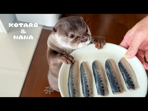 Der Otter probiert zum ersten Mal Sardinen