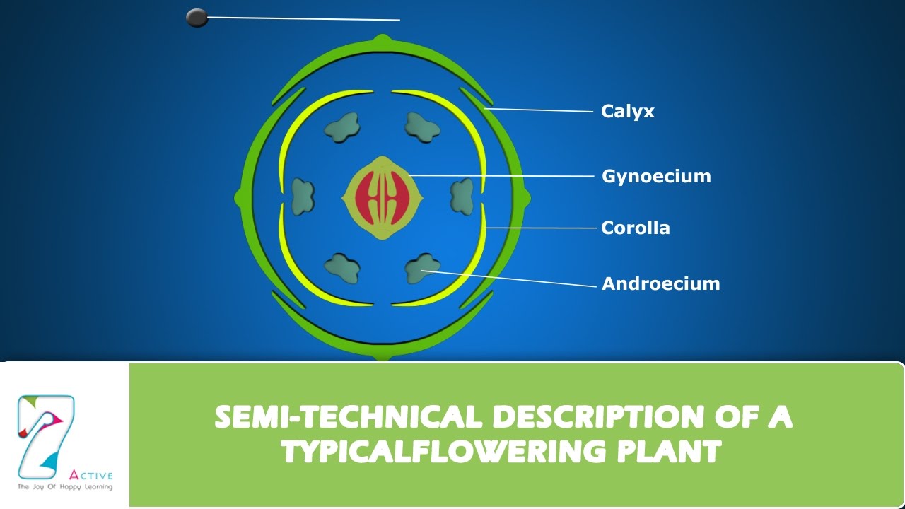 SEMI TECHNICAL DESCRIPTION OF A TYPICAL FLOWERING PLANT