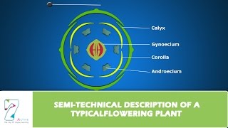 SEMI TECHNICAL DESCRIPTION OF A TYPICAL FLOWERING PLANT
