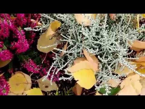 Der kleinste Garten der Welt