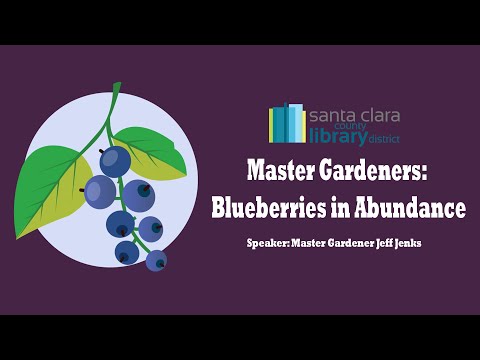 image-Is Blueberry and jamun same?