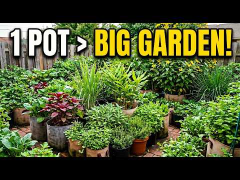 15 Vegetables and Herbs That Yield the Highest When Grown in Pots