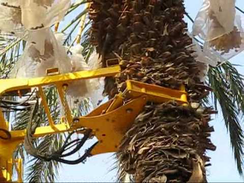 Harvesting Medjool Dates by shaking in the Dead Sea Valley