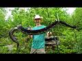 FINDING RATTLESNAKES In New Places In Pennsylvania 2026 Venomous Snake Hunting Season Big Bull Elk