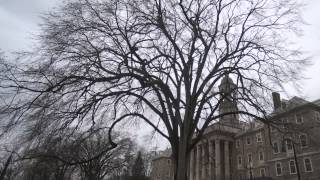 University planners and arborists look forward as elm population dwindles