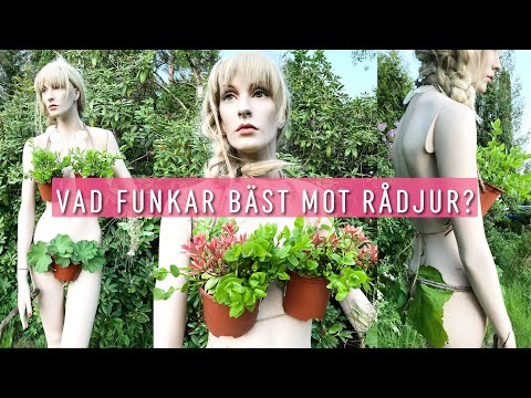 Få bort rådjur och harar från trädgården med detta miljövänliga  knep. Skydda mot rådjur med fårull