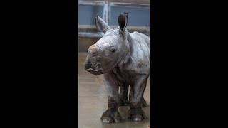 Thanks for the Rocket rhino update Justin!
