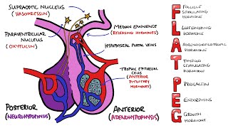 Anterior v Posterior Pituitary Gland - PLUS Anterior Pituitary Hormones Mnemonic (FLAT PEG)