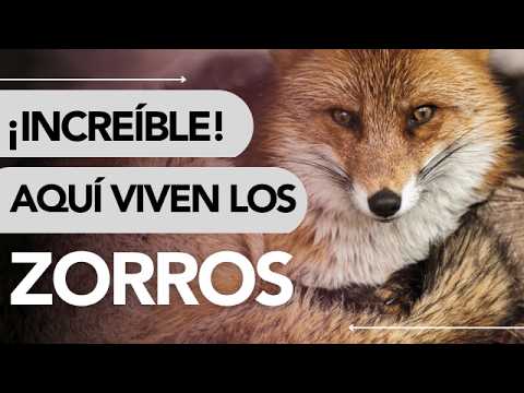 Dónde VIVEN los ZORROS 🦊 ¿Qué Comen Realmente? 🍽️