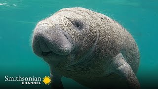 Top more 9 manatee gestation period The best - Bút Chì Xanh